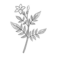 vector drawing jasmine