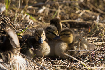 Mallard family in early spring