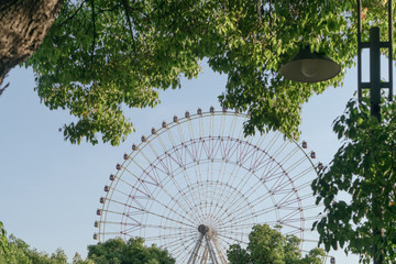 The ferris wheel and trees in a sunny day.