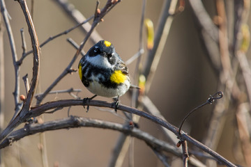 yellow-rumped warbler (Setophaga coronata)