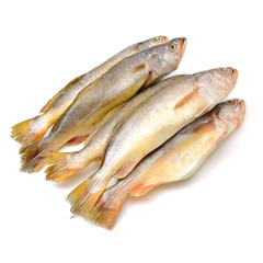 Yellow Croaker Fish On White background