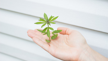 Hand holding young green cannabis plant grown commercially on white wall background. Marijuana sativa leaves.Industrial hemp oil and fiber production.Legalization and medical hemp in world.