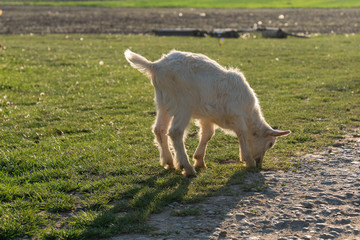 Fototapeta premium Young white goat grazing at the meadow on summer day