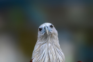 Hawk portrait, Hawk eyes view.