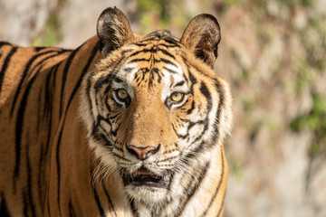 Tiger, portrait of a bengal tiger.