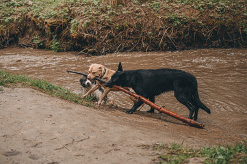 best friends: shepherd pit bull terrier and border collie