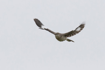 The northern mockingbird (Mimus polyglottos)