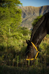 Caballo entre las sierras