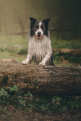 border collie in the park