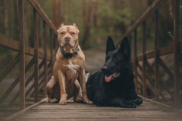 best friends: shepherd and pit bull terrier