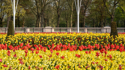 Garden of Tulips outside Buckingham Palace, London, England