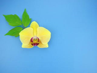 One yellow orchid flower on a blue background. Top view, copy space, flat lay.