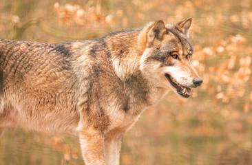 Wolf in Kunsterspring bei Neuruppin in Brandenburg 