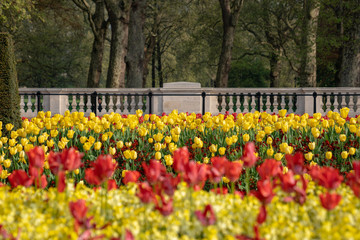 Garden of Tulips outside Buckingham Palace, London England