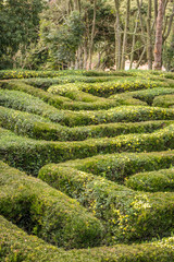 Green bushes circular labyrinth