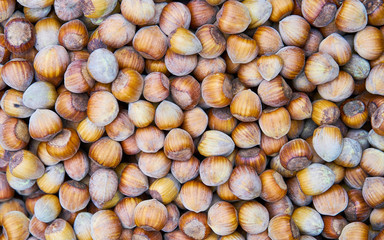 Forest hazelnuts background reflex