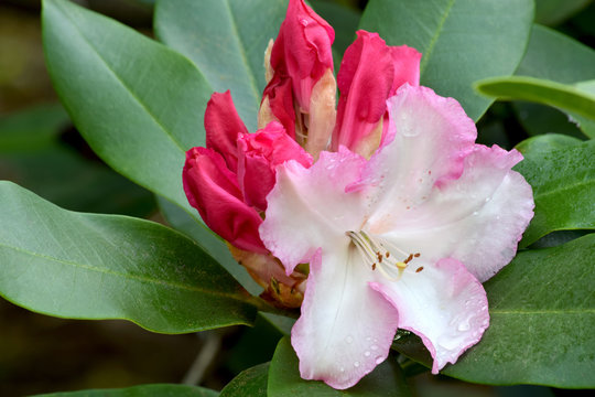 Rhododendron Pink Highlights 07