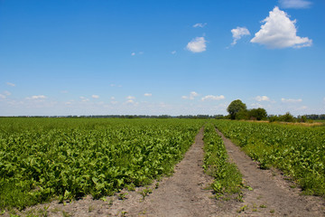 Fototapeta na wymiar field road in a field of beets,a large field of sugar beets in summer and a dirt road