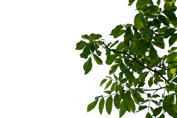 Green walnut leaves.isolated in white backround
