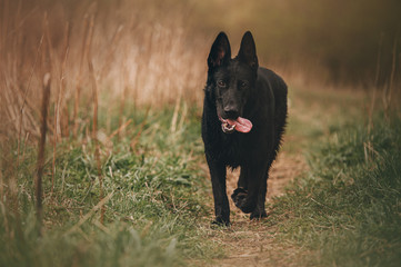 black east European shepherd dog