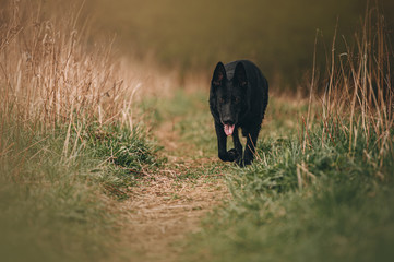 black east European shepherd dog