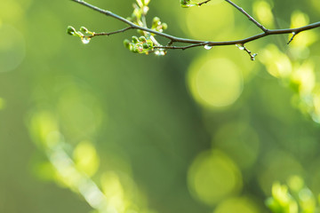 Fresh green spring abstract background