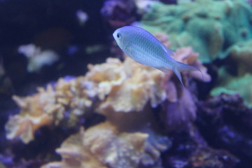 tropical fish in aquarium