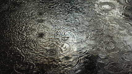 Krople jesiennego deszczu robiące koła wpadając do kałuży - obrazy, fototapety, plakaty