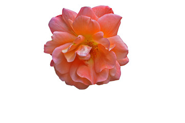 Obraz na płótnie Canvas coral rose flower on a white background