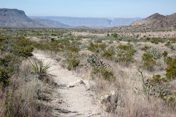 Path through the desert