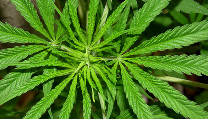 Cannabis leaves background,marijuana leaf background,Beautiful Green Cannabis leaves or Weed Leaf.