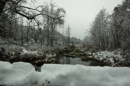 W czasie śnieżnej zimy Rzeka Leśna Prawa niedaleko miejscowości Sacharewo w Puszcze Białowieskiej, Polska © Adams