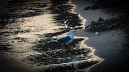 seagull on the sunset beach