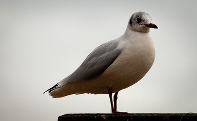 Möwe am Bollwerk in Neuruppin