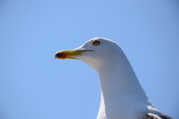 seagull head on the mediteranean sea 