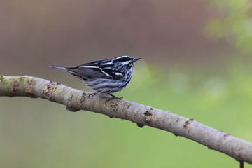 black-and-white warbler (Mniotilta varia)