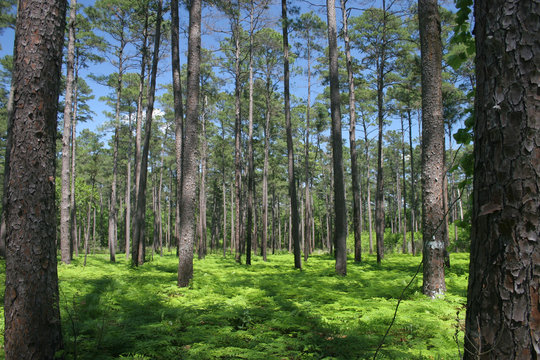 Sam Houston National Forest #6