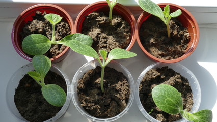 appendages of squash in pots for seedlings