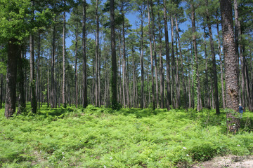 Sam Houston National forest #2
