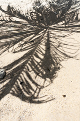 The shadow of a palm tree on a sandy beach. Vacation concept by the sea