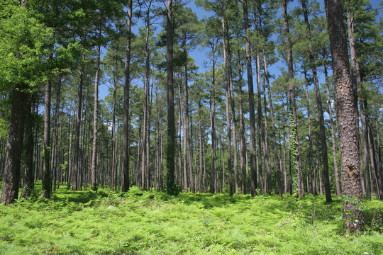 Sam Houston National Forest #3