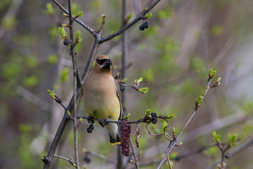 cedar waxwing (Bombycilla cedrorum)