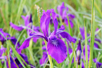 Oregon Iris 06