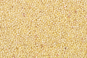 sorghum background