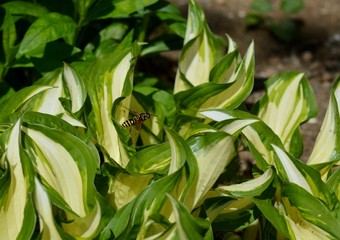 Obraz premium the wasp flies around the green leaves