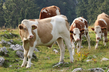 Fototapeta na wymiar Cute Pinzgauer cattle cow grazes on alpine meadows near Salzburg, Austria. Brown-white female has two small horns. The best and highest quality milk. Europe pasture