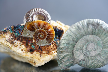 ammonites, Ammonoidea are an extinct subgroup of cephalopods 