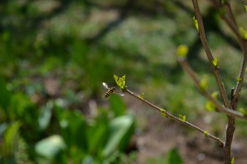 the wasp flies around the green leaves