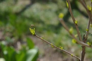 the wasp flies around the green leaves