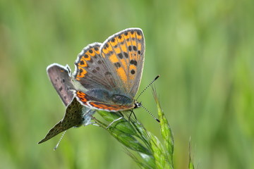 falter, insecta, natur, blume, makro, green, sommer, gras, flügel, frühling, blau, flügel, schön, wiese, orange, gelb, schönheit, wild lebende tiere, close up, tier, schmetterlinge, falter, fliege, pf
